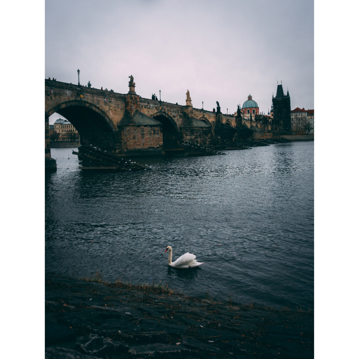 Glide with the Swan: The Majestic Charles Bridge of Prague | Acrylic Print