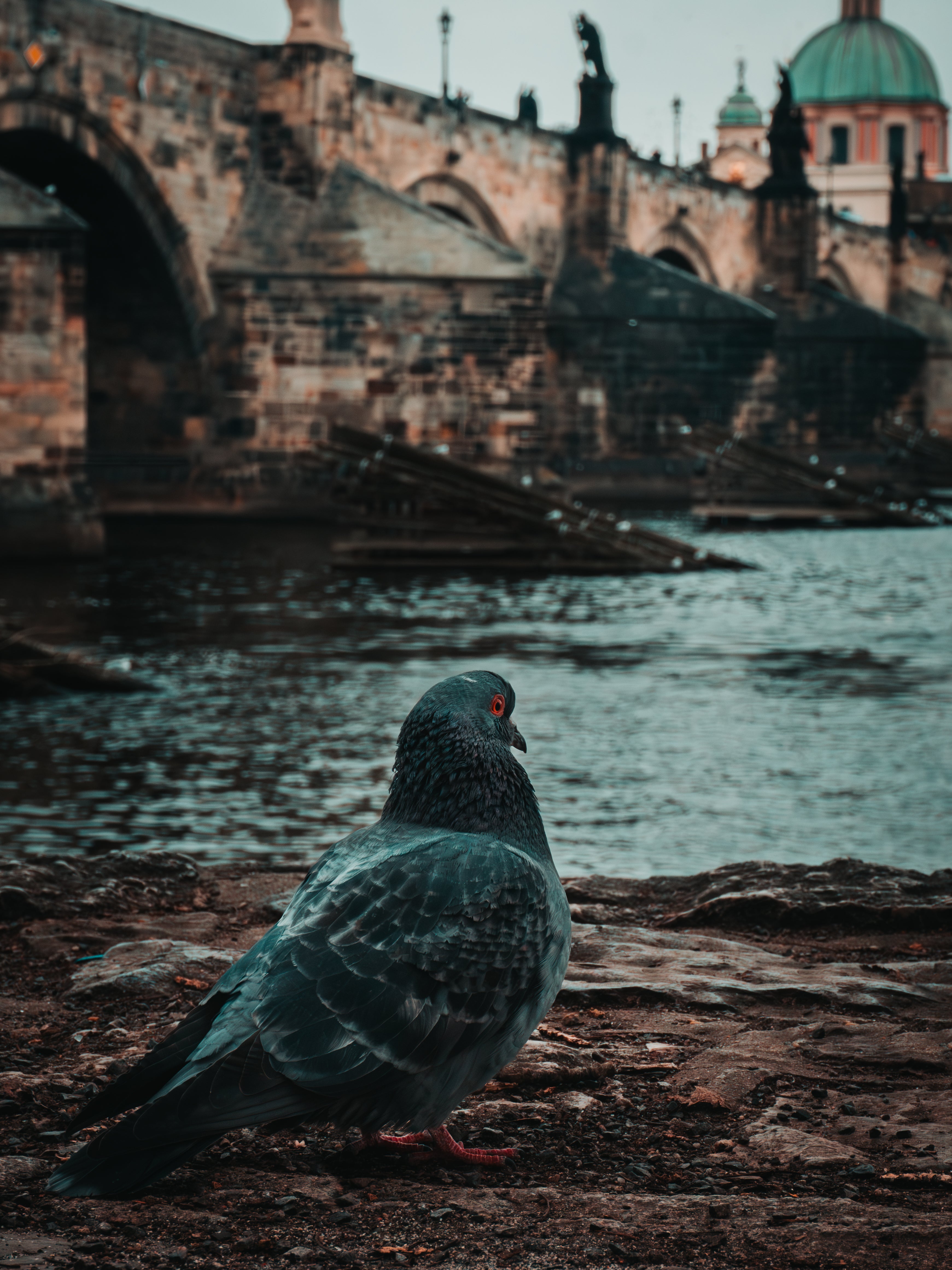 Charles Bridge Charm: A Pigeon's Perspective in Prague | Poster