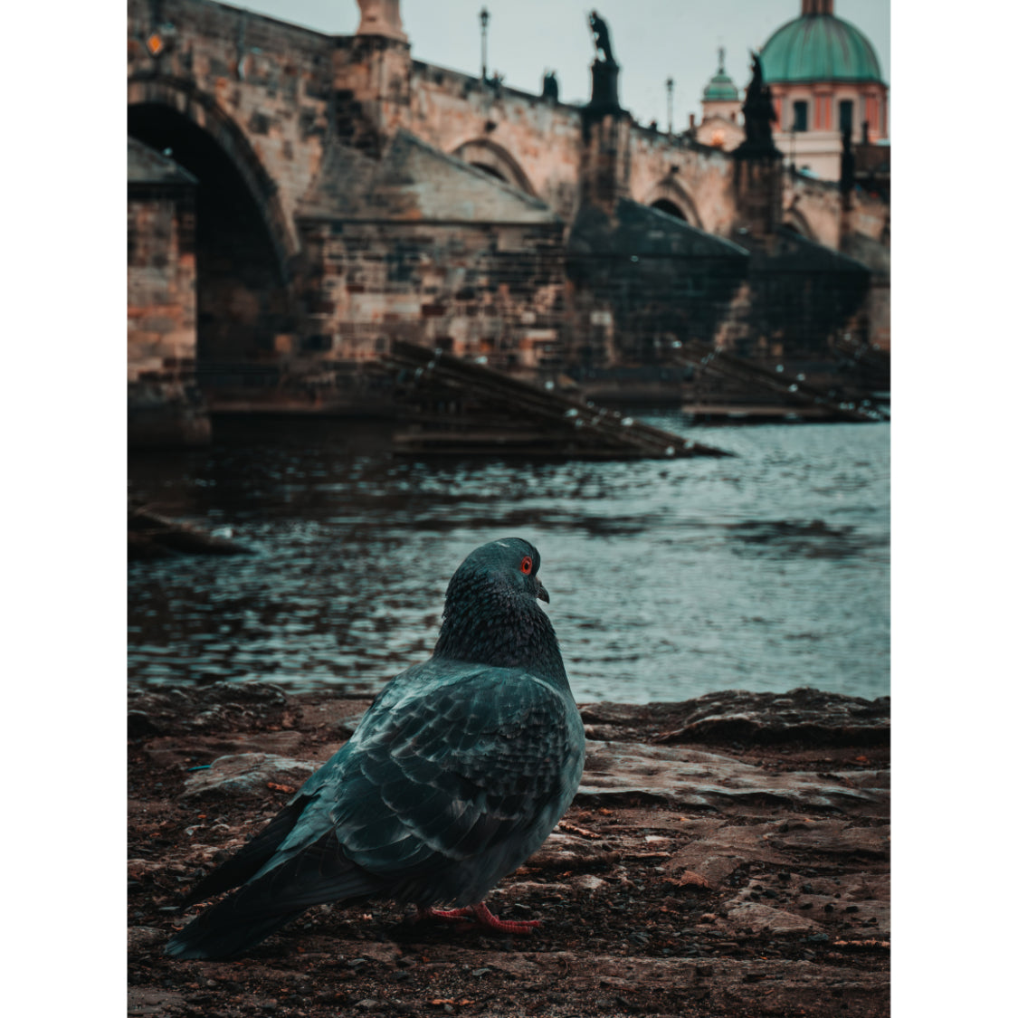 Charles Bridge Charm: A Pigeon's Perspective in Prague | Acrylic Print
