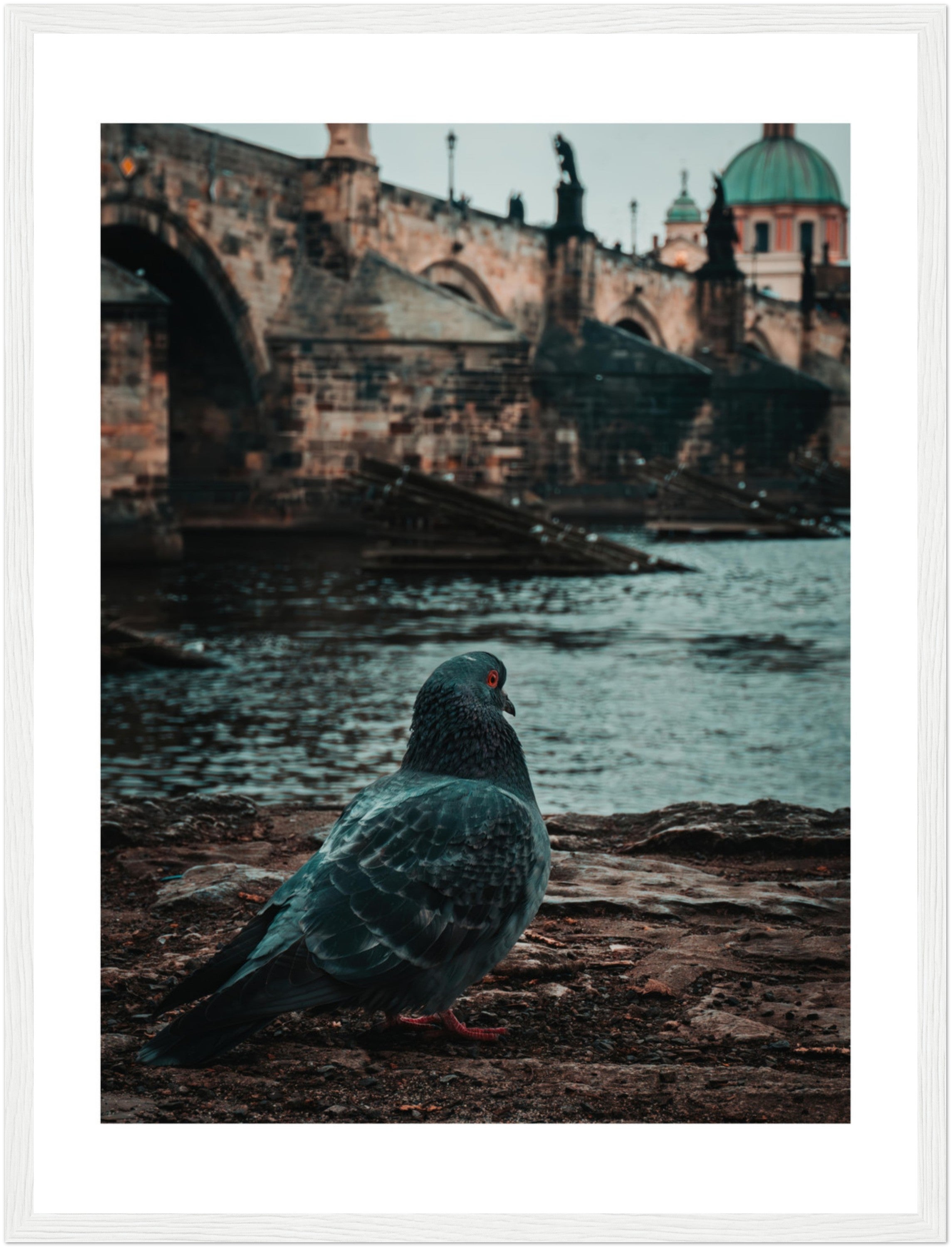 Charles Bridge Charm: A Pigeon's Perspective in Prague | Poster