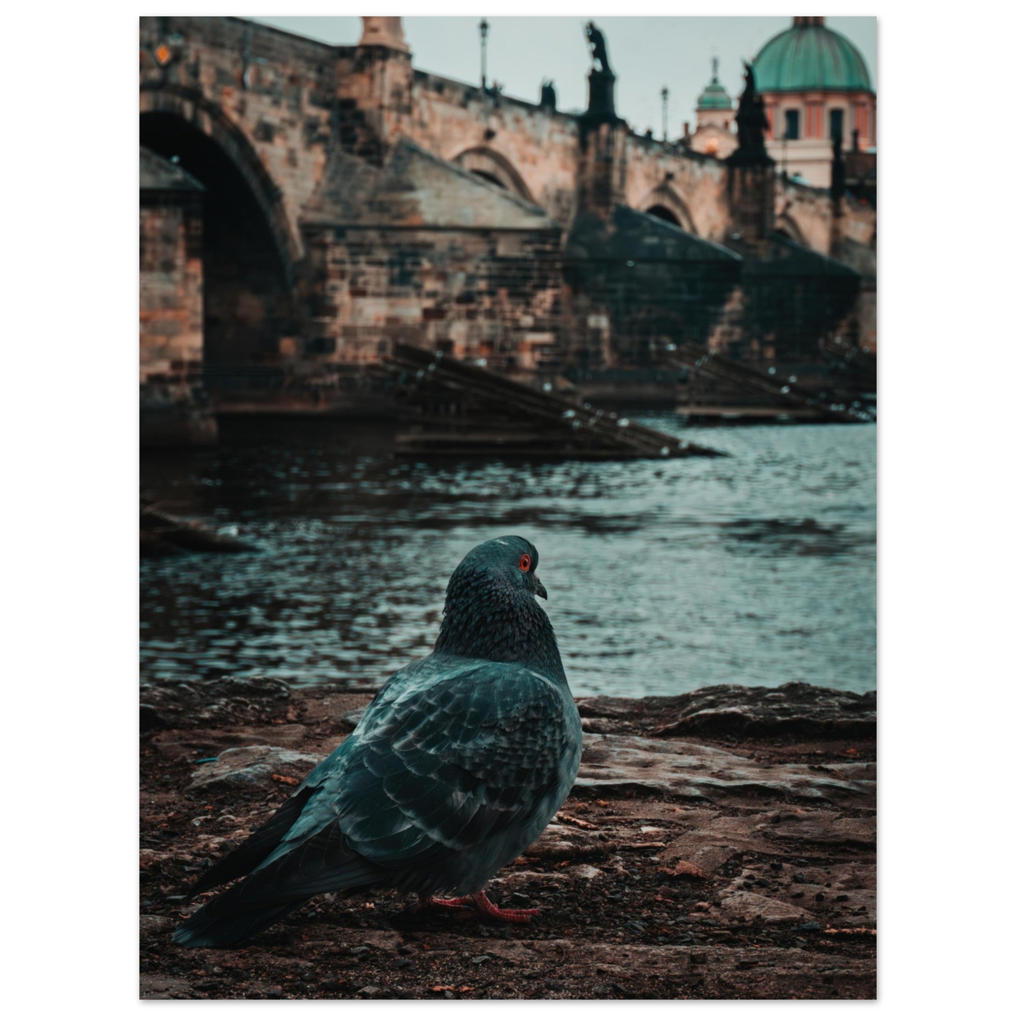 Charles Bridge Charm: A Pigeon's Perspective in Prague | Metal Print